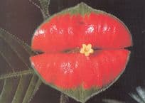 Flower Leaf As Rocky Horror Show Lipstick Lips BBC Postcard