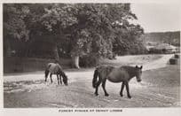 Forest Pony Ponies at Cumbria Denny Lodge Real Photo Postcard