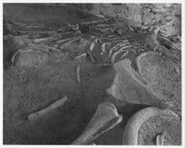 Fossil Large Elephant Bones Kenya Koobi Fora Large 10x8 Vintage African Photo