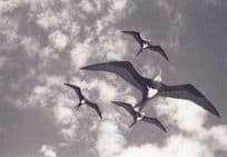 Fregatidae American Hawaii Frigate Tropical Bird RPC Award Winner Photo Postcard