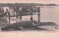 French Congo Francais Antique Crocodile Animal Hunting Postcard