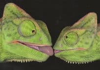 French Kissing Chamaleons Reptiles Lizard Comic German Postcard