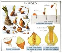 French Onion L'Oignon School College Education Wall Chart Postcard