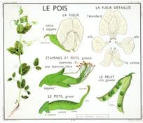 French Pea Le Pois Garden Peas Pod Plant Old School Wall Chart Postcard