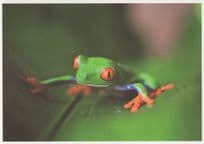 Frog With Giant Red Eyes Climbing Plant Award German Postcard