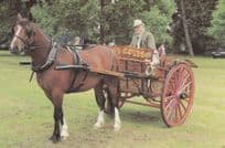 Frome Somerset Milk Horse & Cart Postcard