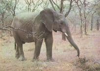 Frowns Elephant at Swaziland Michaya Nature Reserve Postcard