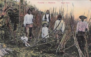 Funchal Sugar Cane Workers Madeira Antique Portugal Postcard