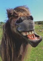 Funny Horse Laughing Comic German Postcard