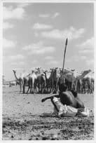 Gabbra Boys Supervise Camels Kalacha Wells Kenya African Vintage Photo
