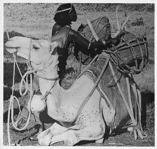 Gabbra Woman Loading Water Camel 9x9 Vintage Kenya African Press Photo