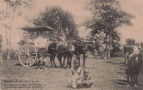 Garoet Java Transport Indonesia Antique Asian Postcard
