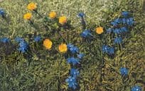 Gentiana Verna Vintage Flower Postcard