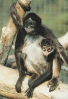 Geoffreys Spider Monkey Family at Cotswold Wildlife Park Postcard