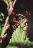 German Creepy Crawly Scary Insect 1970s Postcard