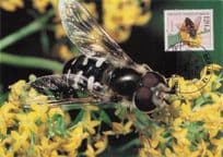 German Flower Fly Hoverfly Berlin Schwebfliege Rare FDC Postcard