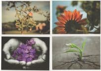 German Flower Growing In Concrete 4x Unique Plants Art Postcard s