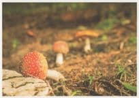 German Magic Mushrooms Strawberries Rare Breed Stunning Postcard