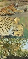 German Russian Cheetah Gepard Tiger Roaring Giant Cat 3x Postcard s