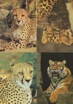 German Tiger Cheetah Leopard 4x Proud Giant Cat Postcard s