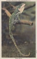 Giant Anolis Lizard Washington DC Zoological Park Linen Old Postcard