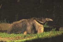 Giant Anteater Singapore Zoo At Night Long Tongue Postcard