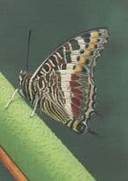 Giant Charaxes Castor Emperor Rare Butterfly Postcard