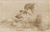 Giant Deadly Snake Attacking Killing Tiger Antique RPC Postcard