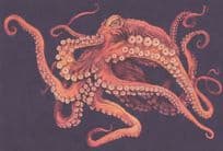 Giant North Pacific Octopus Painting Postcard