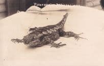 Giant Reptile Lizard Bed Antique Scary Animal WW1 Postcard