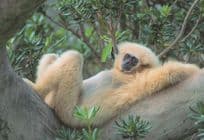 Gibbon Monkey Relaxing Weisshandgibbon German Comic Postcard