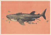 Golden Trevally Pilot Fish With White Shark Painting Postcard