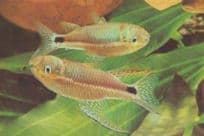 Goldfish German Unique Fish In Tank Germany Postcard