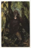 Gorilla In Natural History Museum Nottingham 1970s Postcard