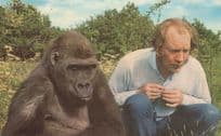 Gorilla & Zoo Owner at Howletts Canterbury Rare Postcard