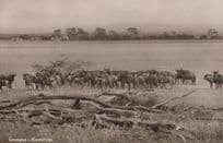 Gorongosa Mozambique Rift Valley Herd Of Cattle RPC South African Postcard