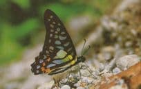 Graphium Bathycles Great Common Jay Butterfly Butterflies Postcard