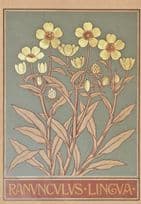 Greater Spearwort Rananculus Lingva Plant London Museum Postcard