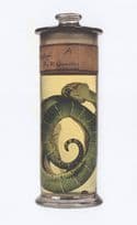 Greet Pit Viper Tree Dwelling Snake In Jar London Museum Postcard