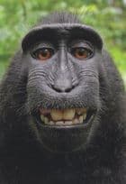 Grinning Cuddly Gorilla Ape Comic German Animal Postcard