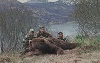 Grizzly Bear Animal Hunting at Kodiak Island Alaska USA Vintage Postcard