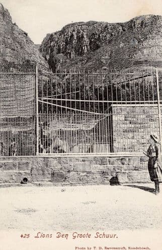 Groote Schuur Zoo Cape Town Lions Den South Africa Rare Old Postcard