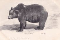 Grus Aus Bern Der Bur Antique Bear Langgasse Switzerland Postcard