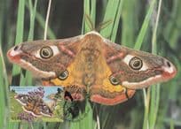 Guernsey Emperor Moth WWF Stamp First Day Cover Postcard
