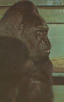 Guy The Gorilla London Zoo 1970s Postcard