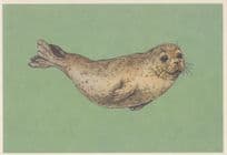 Harbour Common Seal Phoca Vitulina Painting Postcard