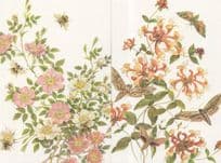 Hawk Moth Bumble Bees 2x Limited Edition Of 170 Postcard s