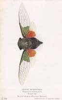Hemisciera Maculipennis South America Cicada Insect Exotic Homoptera Postcard