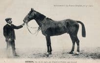 Heros La France Chevaline 1907 Race Horse Antique PB Postcard