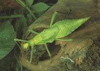 Heteropteryx Dilatata Malaysian Stick Insect Rare Postcard